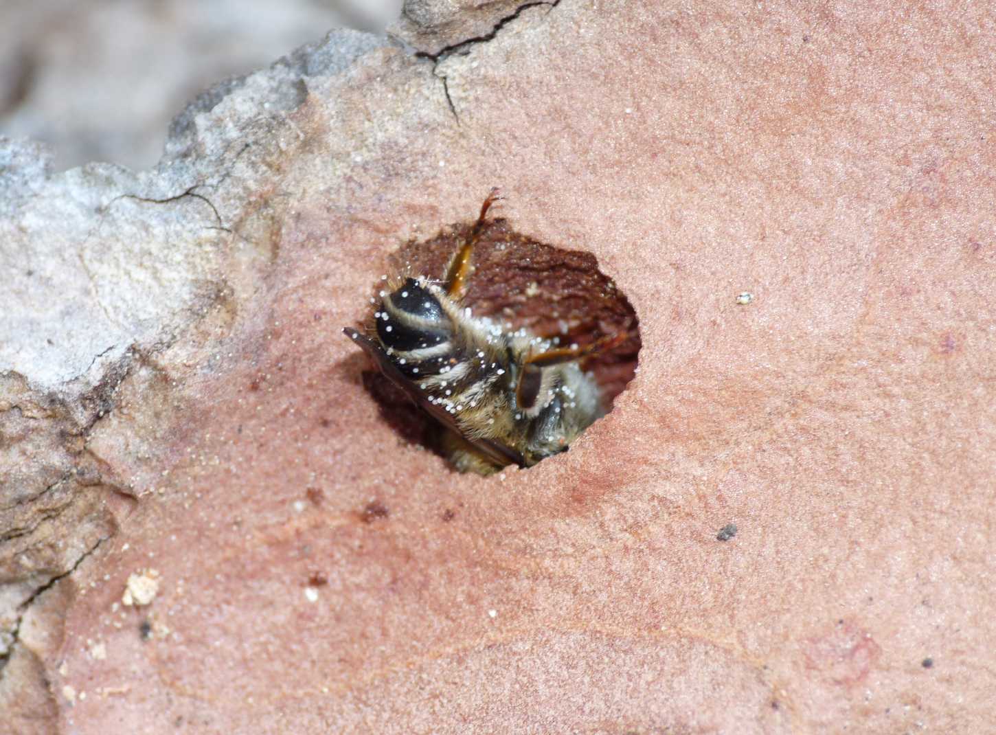 Osmia sp. o Hoplitis sp. rifugiate in un buco nel legno